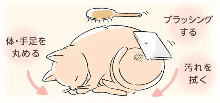 葬儀までの間に、ブラッシングや汚れを拭いてあげたり、体・手足をまるめてあげてください。