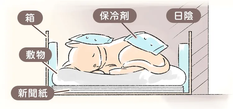 箱に新聞紙や敷物を敷き、日陰で保冷剤を当てるなどできるだけ涼しい場所で保管する。