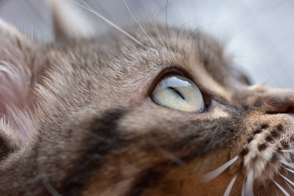 猫で失明をおこす原因 疾患とは 余命や治療 自宅ケアについて解説 ペトリィ 小さな家族のセレモニー