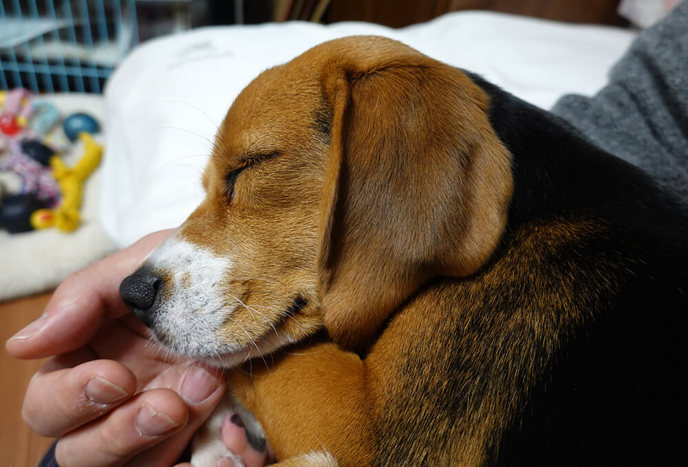 犬を火葬する前後に行うこと 火葬の種類や料金相場 火葬当日の流れを解説 ペトリィ 小さな家族のセレモニー