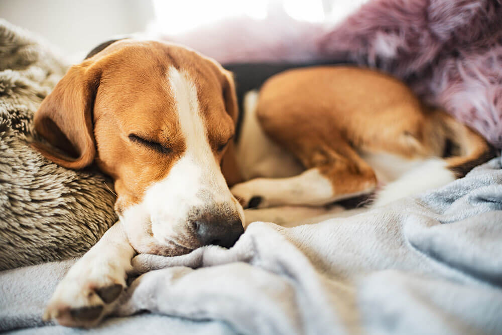 犬が動かなくなったとき 犬の死亡確認方法と仮死状態との見分け方 ペトリィ 小さな家族のセレモニー