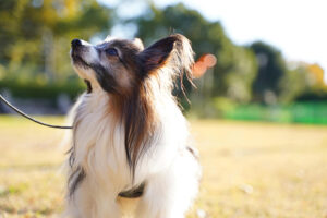 犬が死ぬ前にあなたにみせる行動と 最後のときに出来ること ペトリィ 小さな家族のセレモニー 犬が死ぬ前にあなたにみせる行動と 最後のときに出来ること ペトリィ 小さな家族のセレモニー