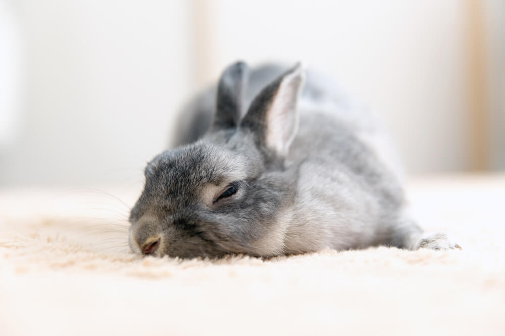 うさぎが死んだらするべきこととは 遺体の安置や埋葬について ペトリィ 小さな家族のセレモニー